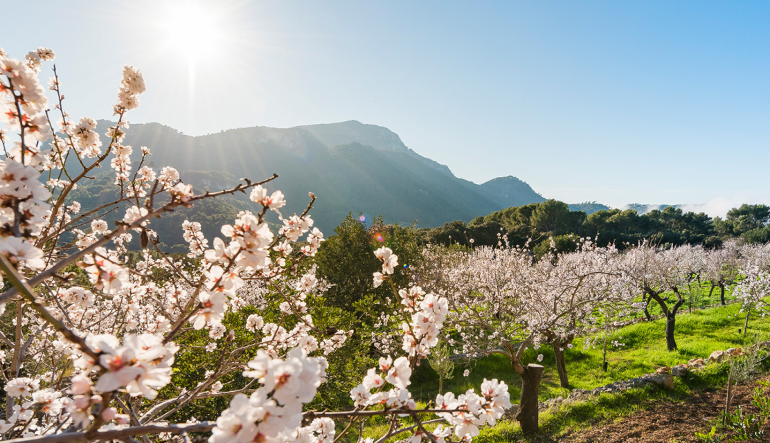 Mandelbluete-Mallorca-2400x900-1